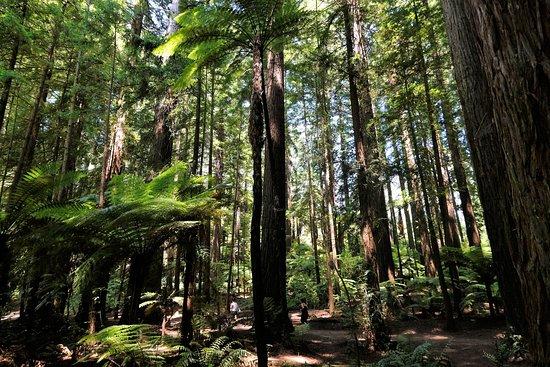 Redwoods, Whakarewarewa Forest